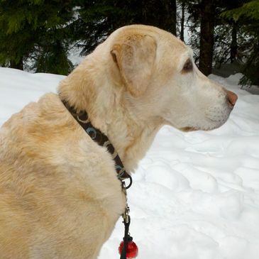 A light-colored dog with a collar standing in the snow.