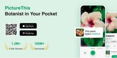 A picture of a plant identification program and its website information