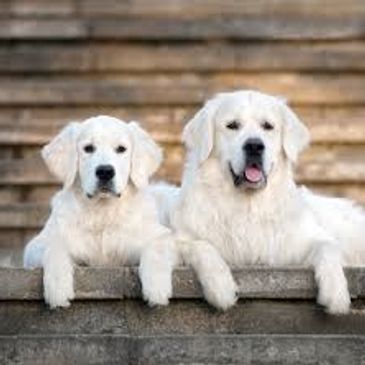 Two white dogs