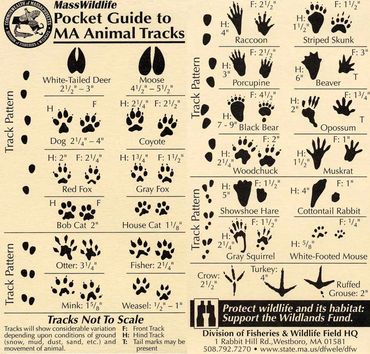Chart showing Massachusetts animal tracks with illustrations and sizes.