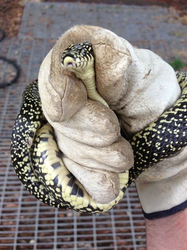 A person wearing a glove holding a curled black and yellow snake.