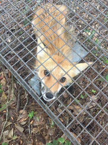 A fox looks up from inside a metal cage outdoors.