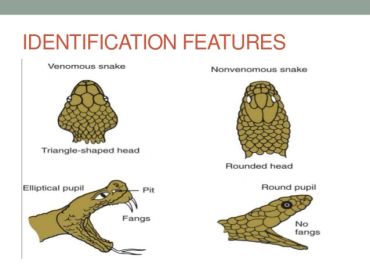 Diagram comparing venomous and nonvenomous snake identification features.