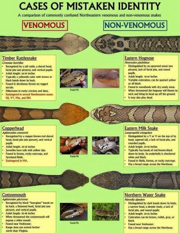Comparison chart of venomous and non-venomous snakes with identification tips.