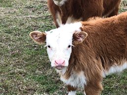 He will be ready for pickup after June 16, 2018.  BULL 1500.00/STEER 1000.00  
