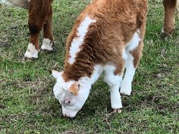 DAM: JCS Lady Elizabeth
Registration # 43438534
Sire: 44CC Rocky's Sky 521
Registration # 43614260

