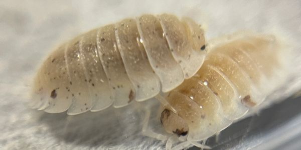 P. Scaber Dalmatians