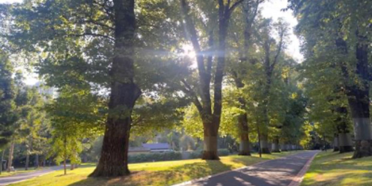 Sunlight filters through tall trees lining a peaceful park path.