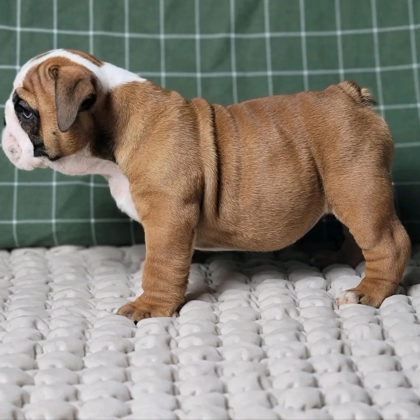 Chocolate city bulldogs top