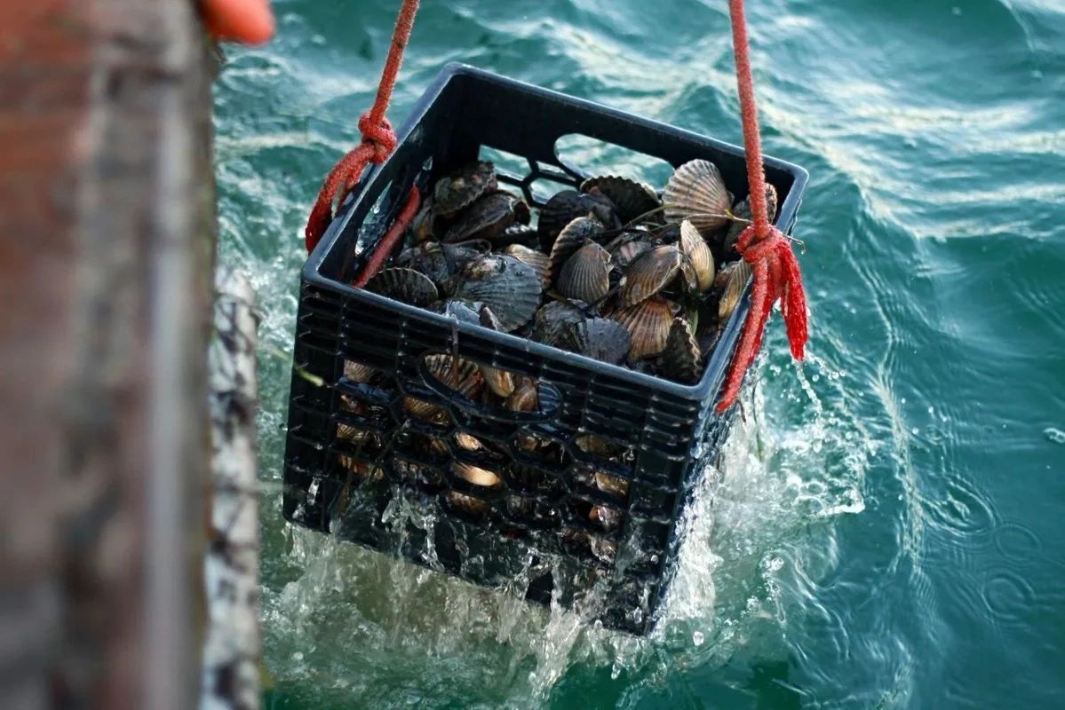 Nantucket Lobster Trap Restaurant, Seafood, Lobster