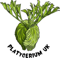 Platycerium UK