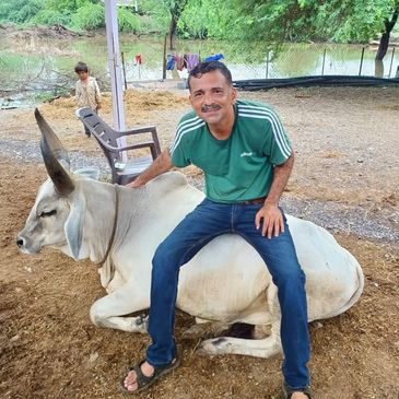 Man sitting on a large white cow in an outdoor farm setting.