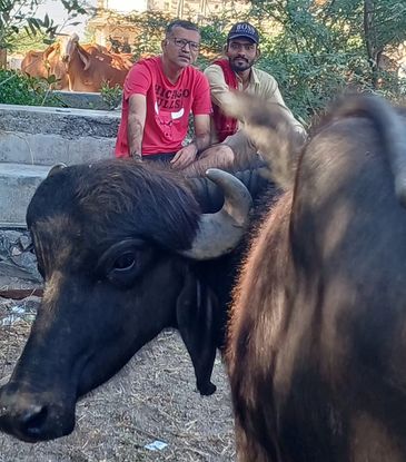 Two men sitting near a buffalo in an outdoor setting with cows in the background.