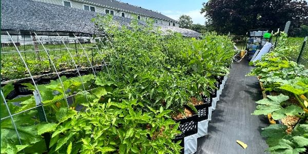 rows of vegetables growing out of milk crates