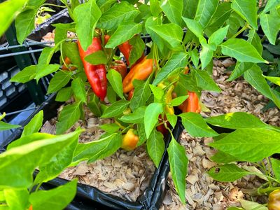 peppers growing in a milk crate