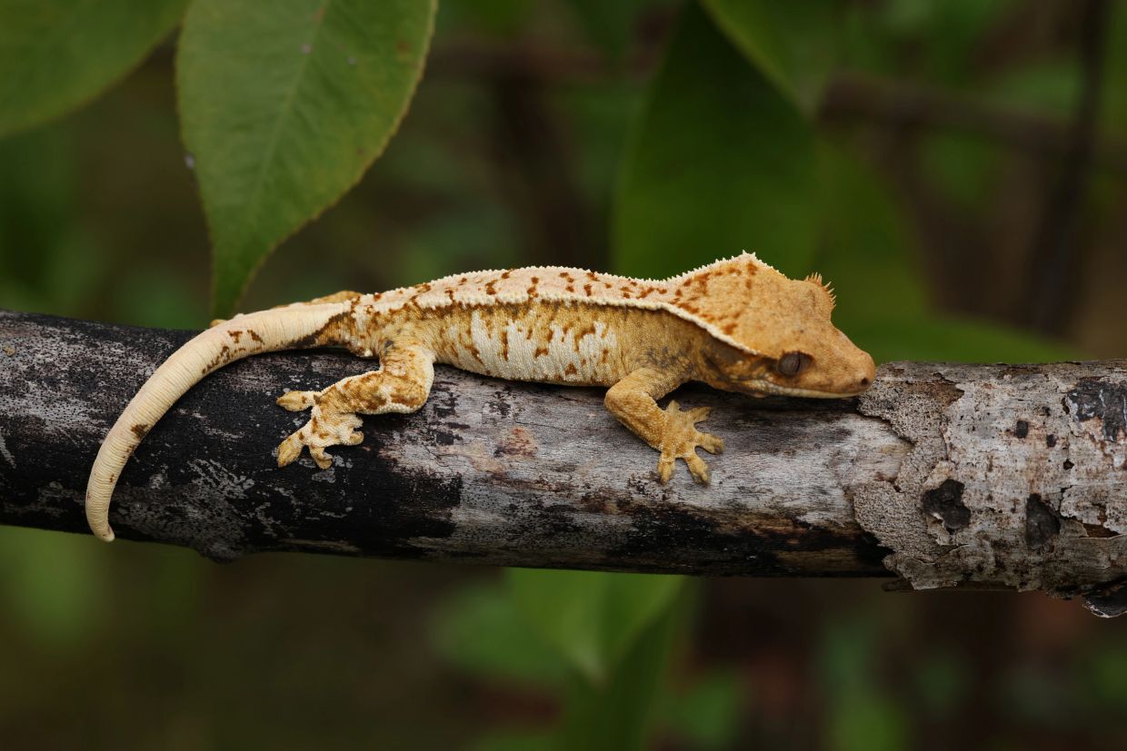 A crested gecko resting on a tree branch.