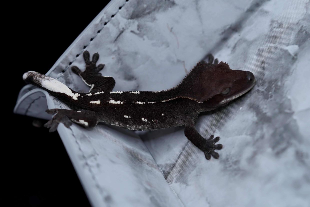 Dunkler Gecko mit weißen Flecken auf einem grauen Stoff.