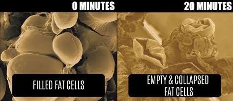fat cells before and after