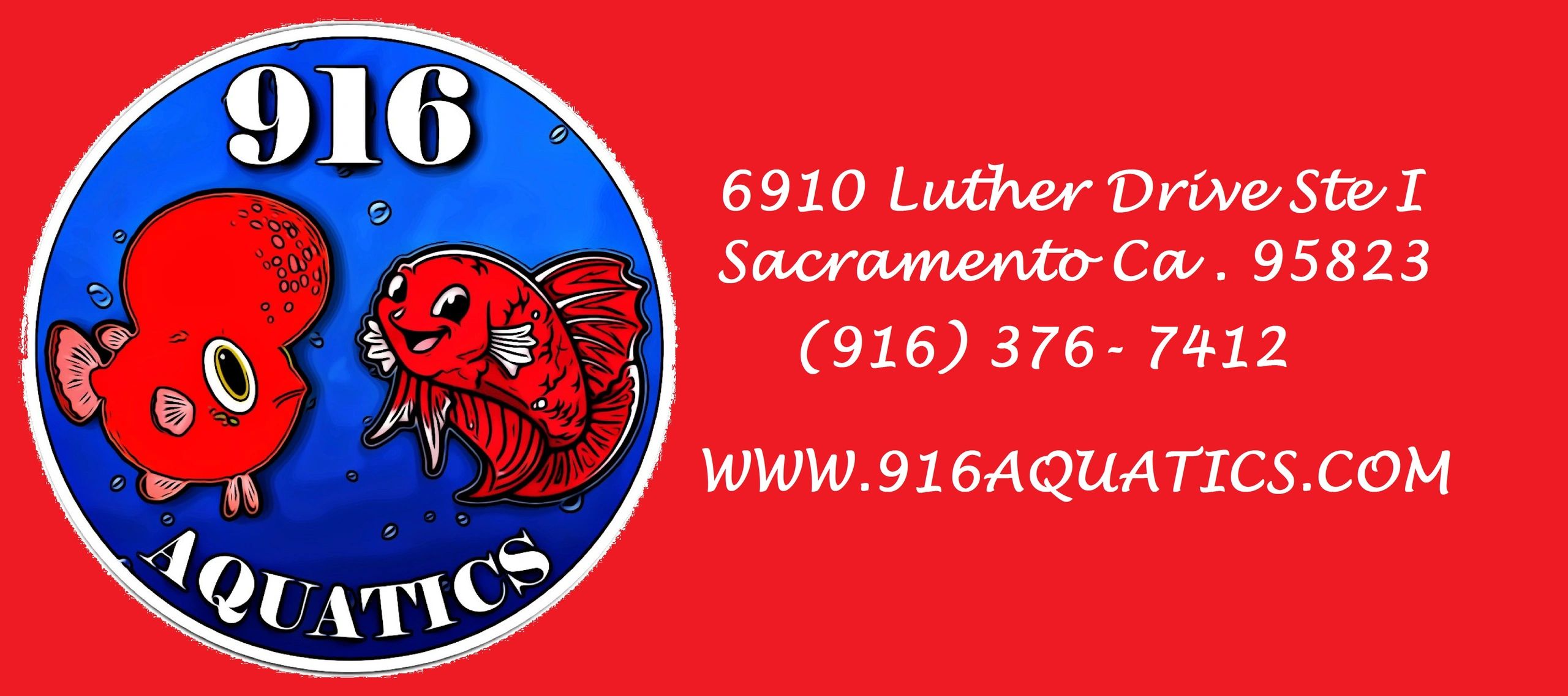 3.5 INCH SUPER RED DRAGON LIVE FLOWERHORN RG52