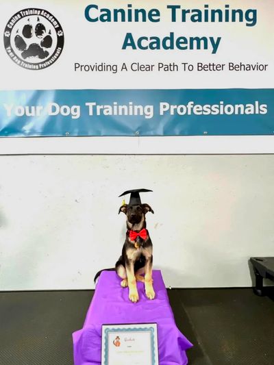 Canine Learning Academy