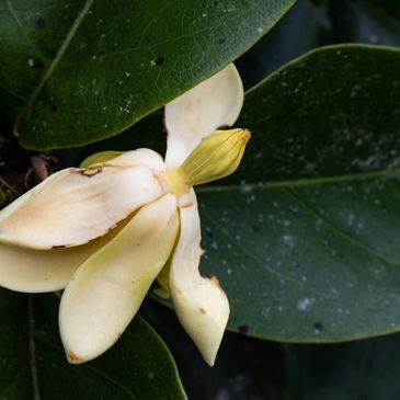 A close-up of a pale yellow flower with broad green leaves.