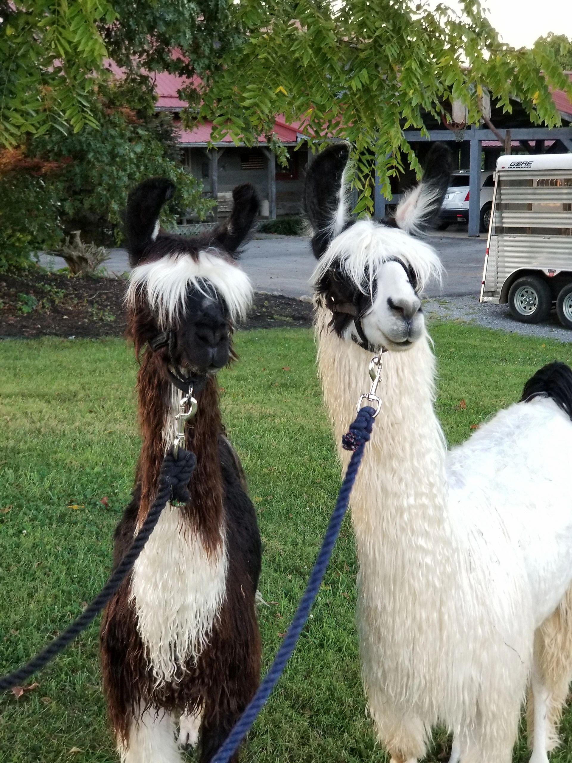 Alpaca fleece for sale — Little Valley Farm