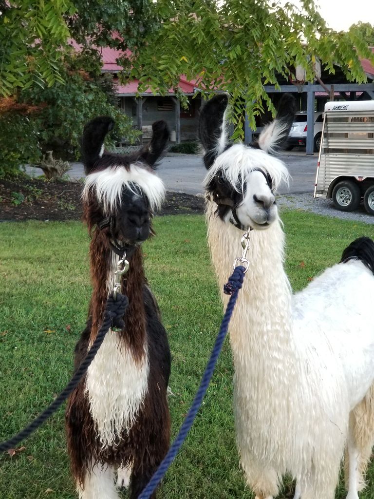 Download Walnut Ridge Llama Farm