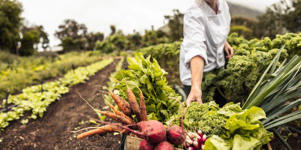 Person harvesting fresh vegetables in a garden.