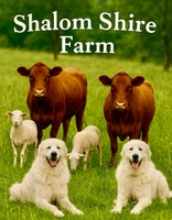 Shalom Shire Farms