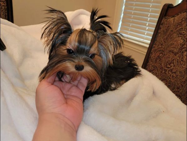 tiny Yorkshire Terrier puppy