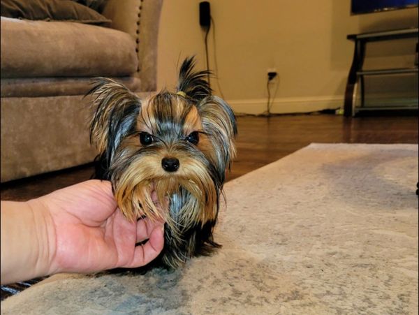 A hand petting a small Yorkshire Terrier puppy