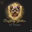Dazzling Yorkies of Texas
