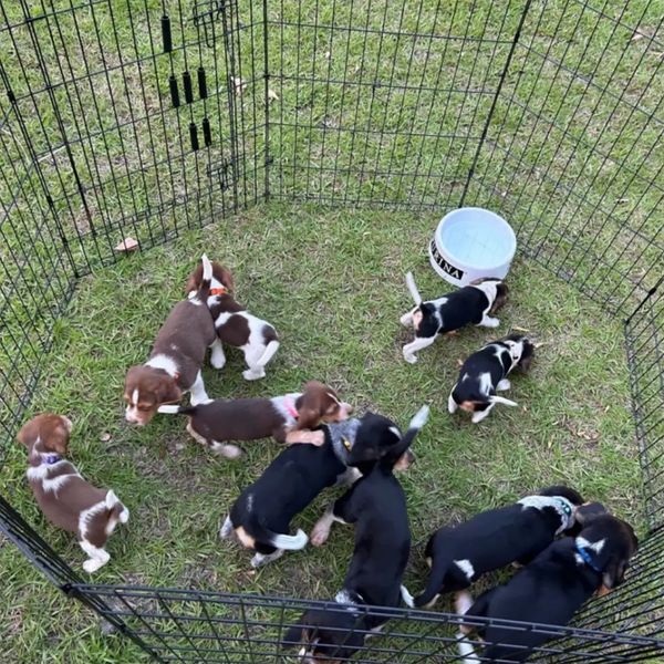 Premium Dog Kennels and Products Walnut Creek Kennels