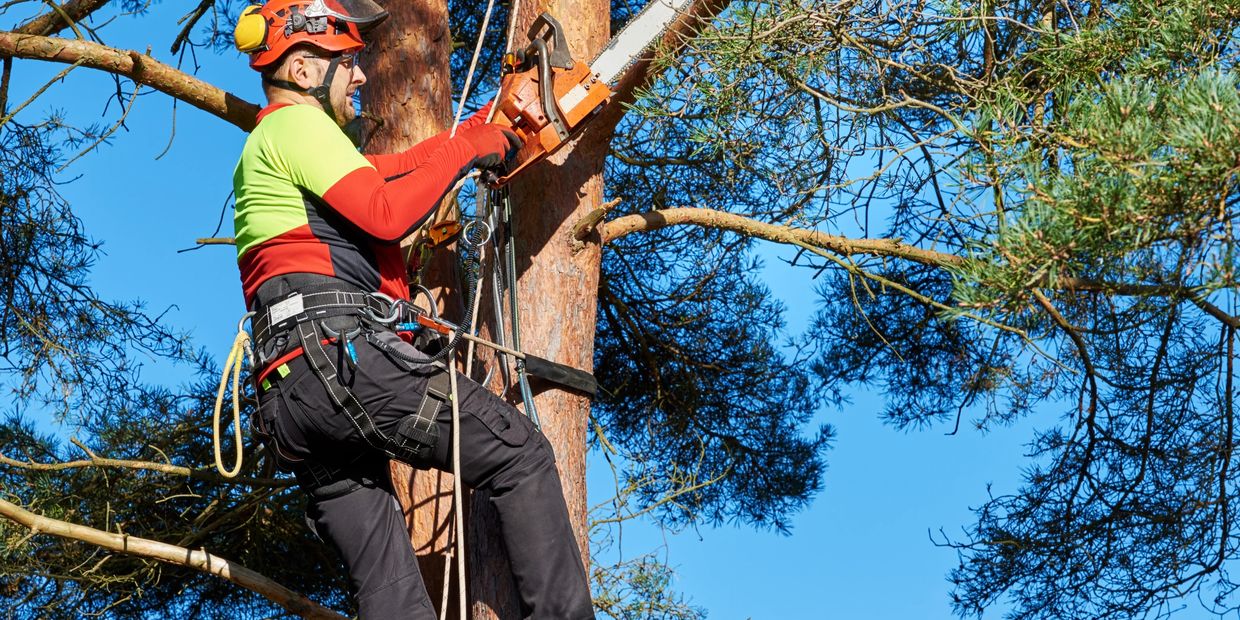 Strategy Boost Marketing helps small business tree company in reno  