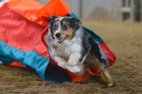 dog coming out of chute