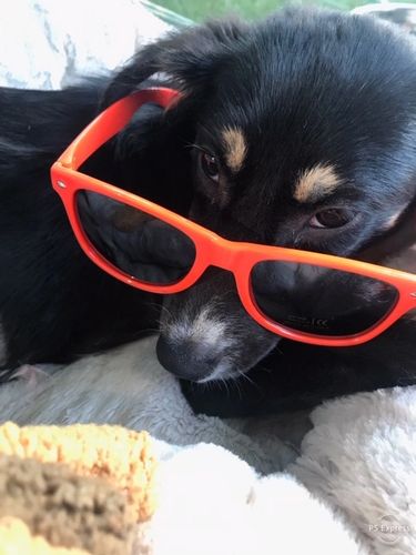 Northeast Ohio Spca Animal Shelter Cleveland Ohio