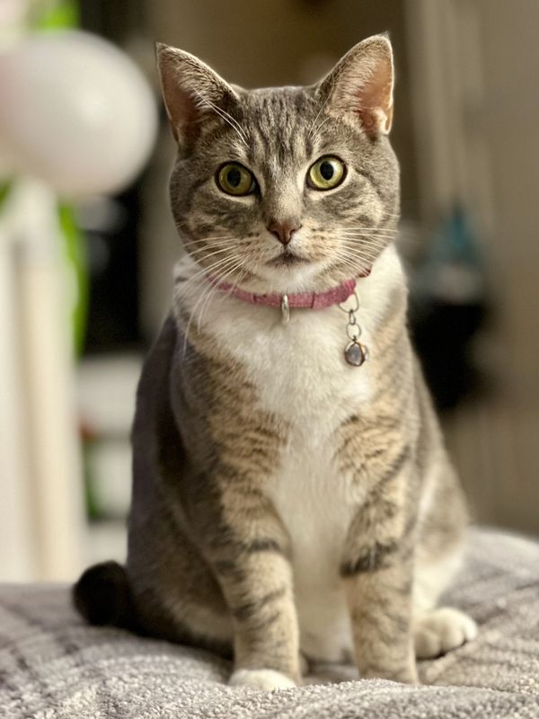 Gray tabby with white paws and sparkly pink collar