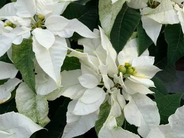 Poinsettias