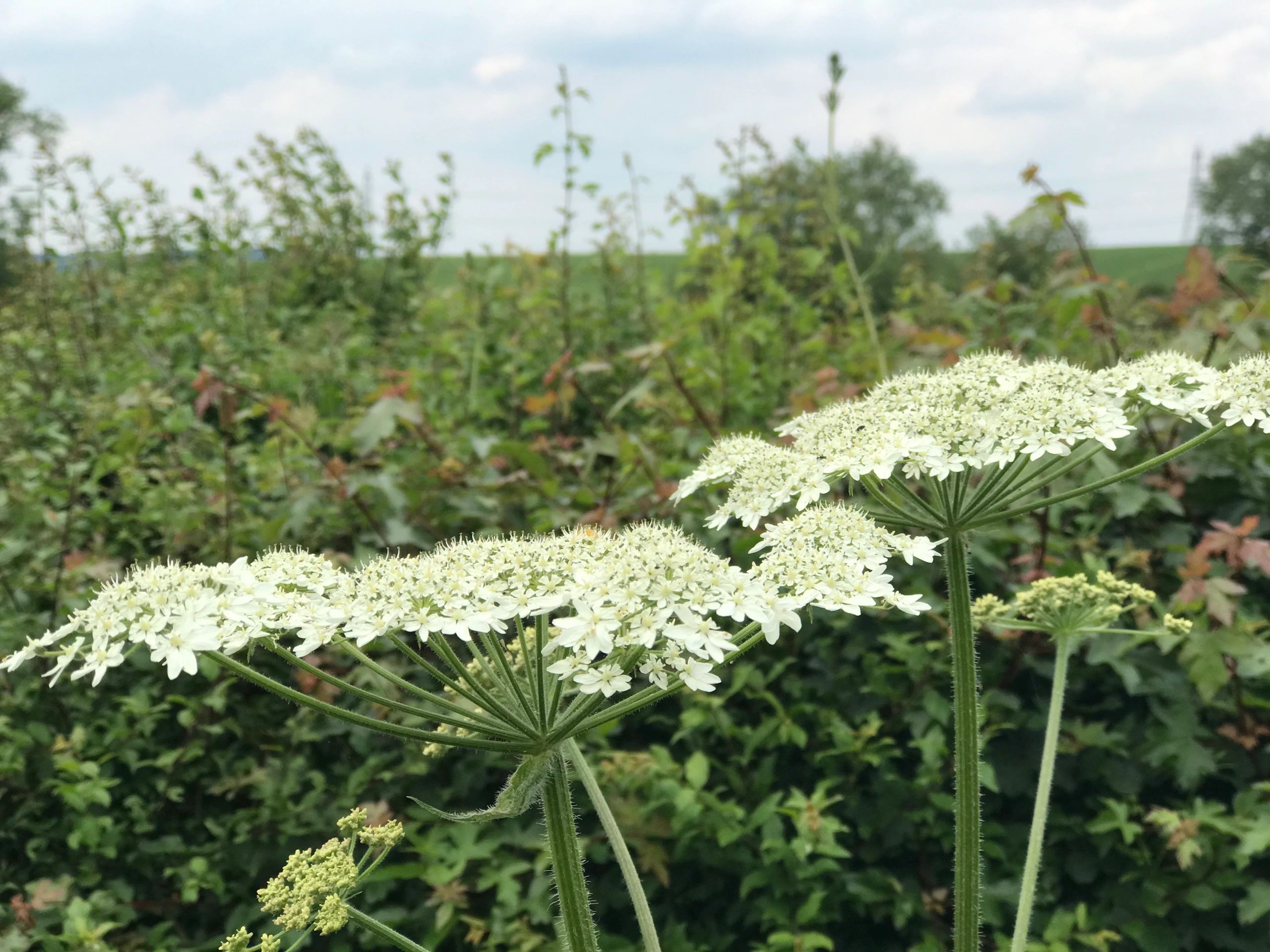 Pest Control Prices Hunter Pest Services