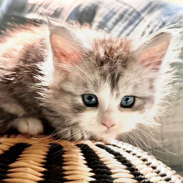 A fluffy kitten with striking blue eyes resting on a woven surface.