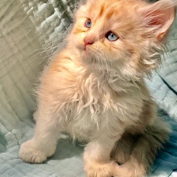 Fluffy orange kitten with striking blue eyes sitting on a soft blanket.