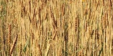 We grow Rouge de Bordeaux heirloom wheat