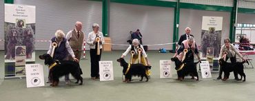 Handlers present Bernese Mountain Dogs at a dog show competition.
