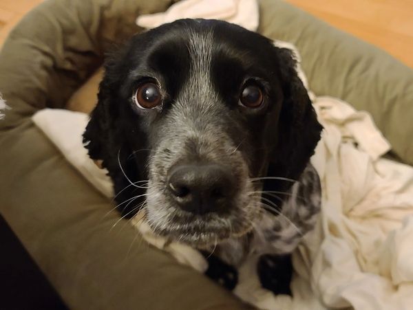 SDHI mascot