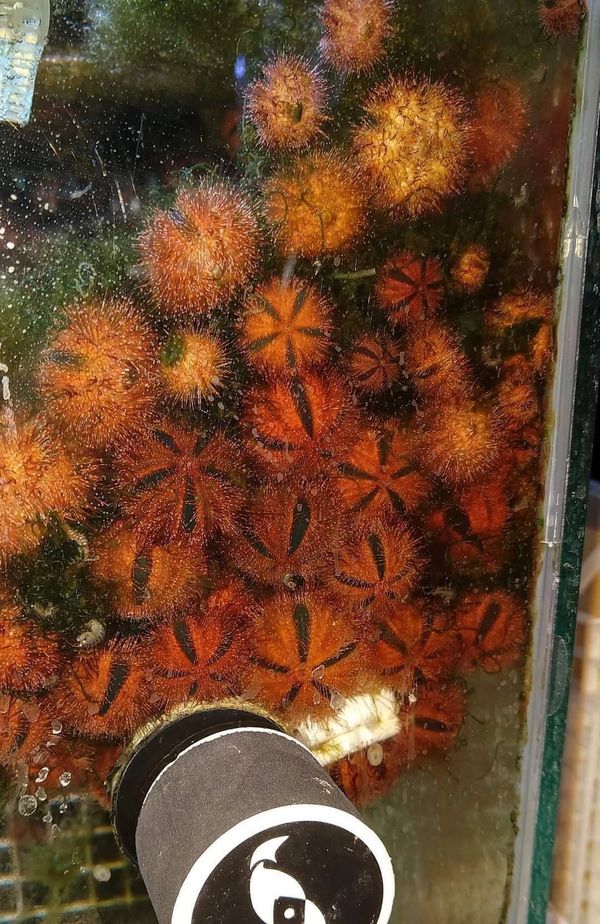 Small sized blue tuxedo urchins. Great for algae removal and stealing frags and loose bits very ente