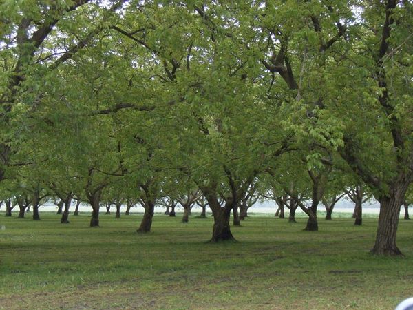 walnut trees