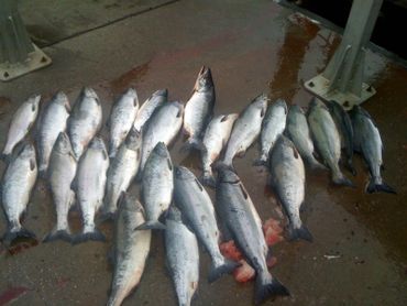 Cruise ship limits of pink, coho and king salmon with To the Limit Sportfishing in Ketchikan AK. 