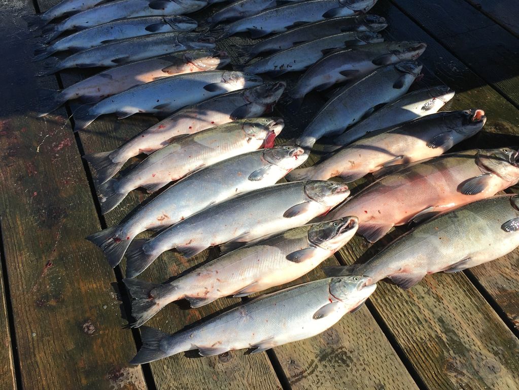 Silver (Coho) salmon in Ketchikan Alaska.  Charter fishing in Ketchikan Alaska - Kids welcome