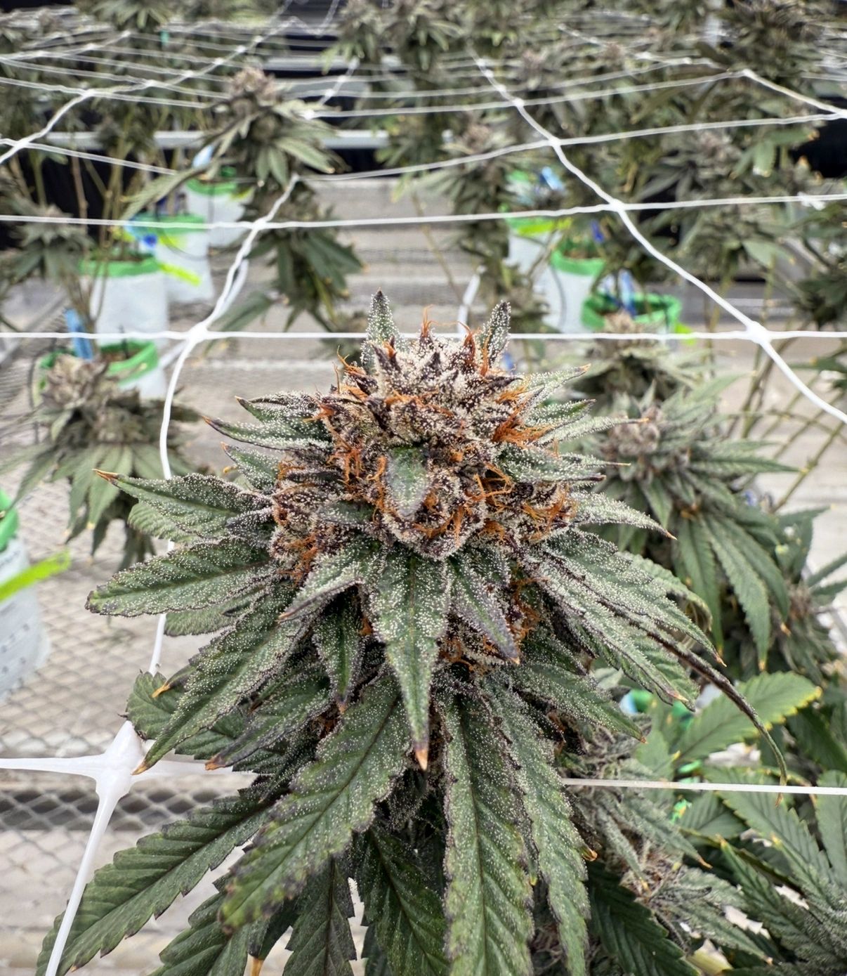 Close-up of a cannabis bud covered in trichomes in a grow room.