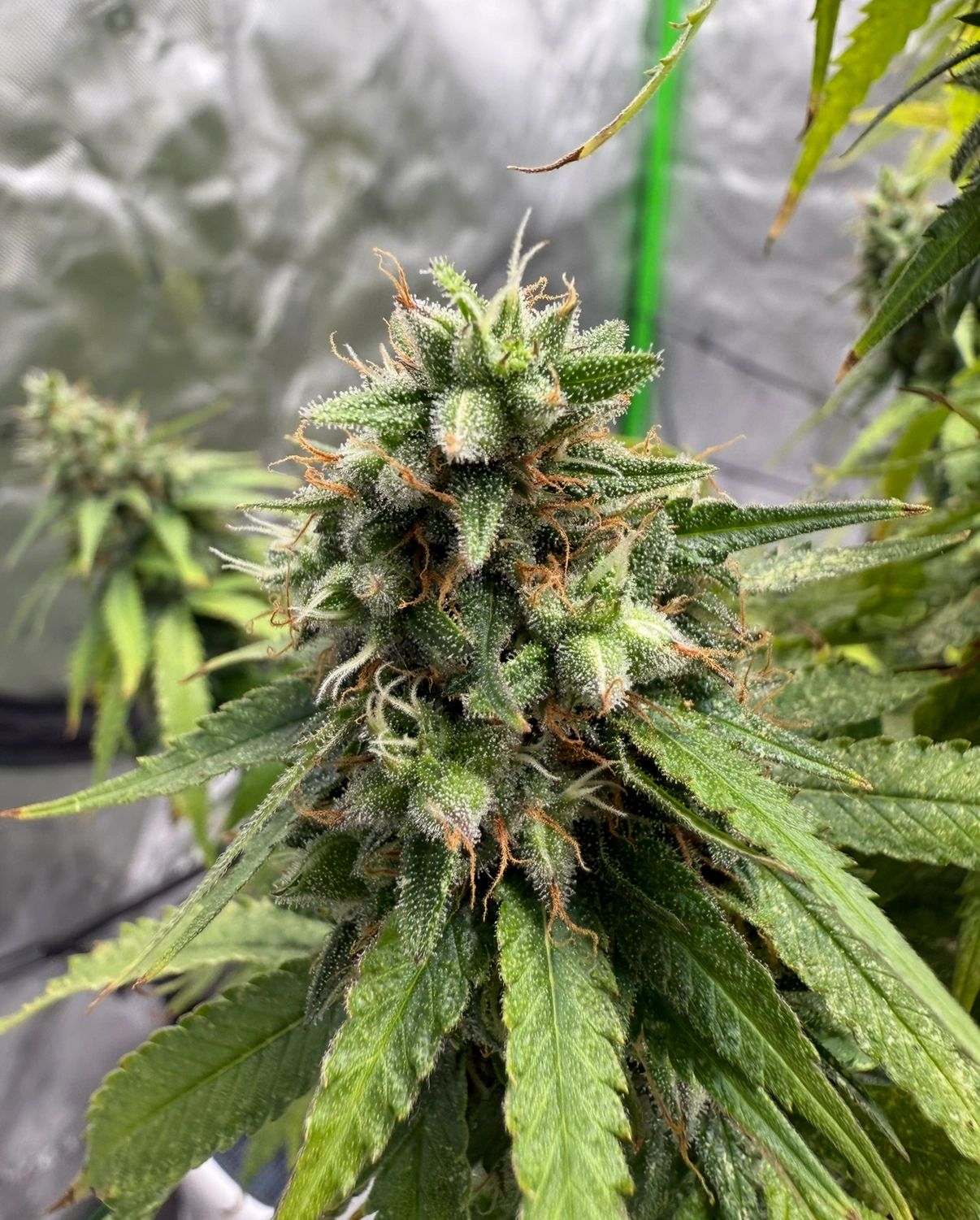 Close-up of a cannabis plant bud with trichomes and pistils.